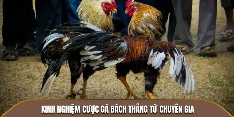 Kinh nghiệm cược gà bách thắng từ chuyên gia